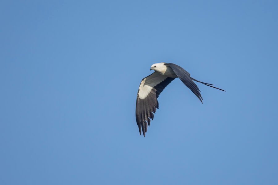 Swallow Tailed Kite Flying By To Left
