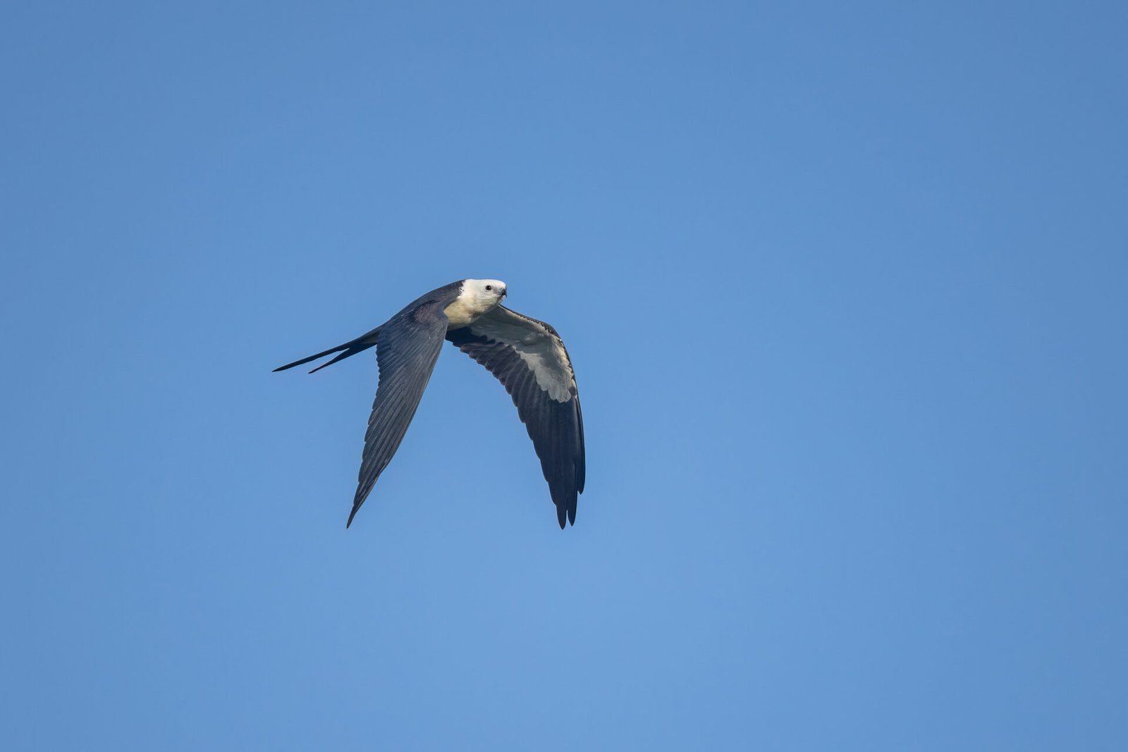 Swallow Tailed Kite Flying By To Right