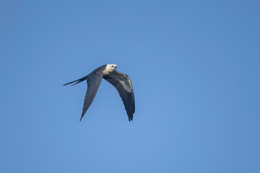 Swallow Tailed Kite Flying By To Right