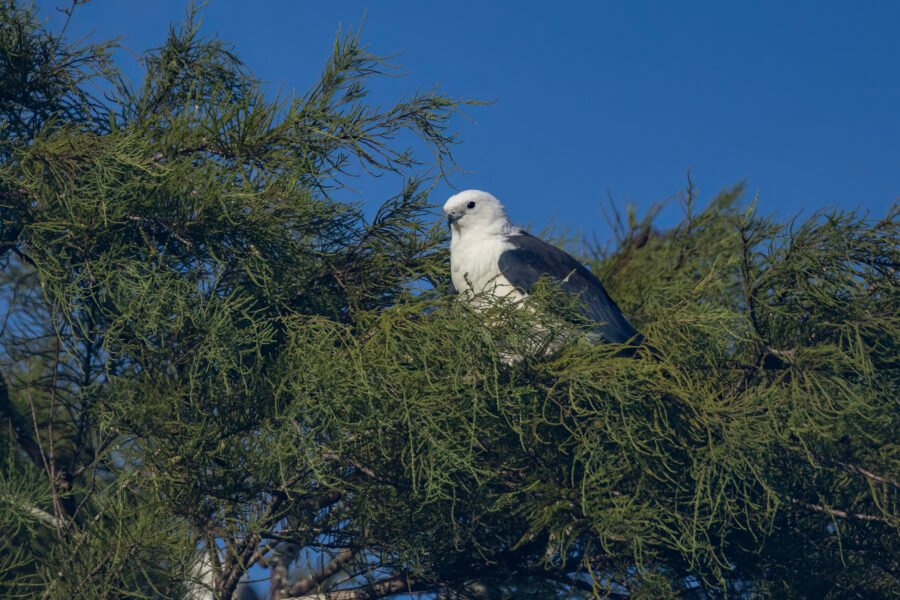 Swallow Tailed Kite Nestled In Cypress Tree