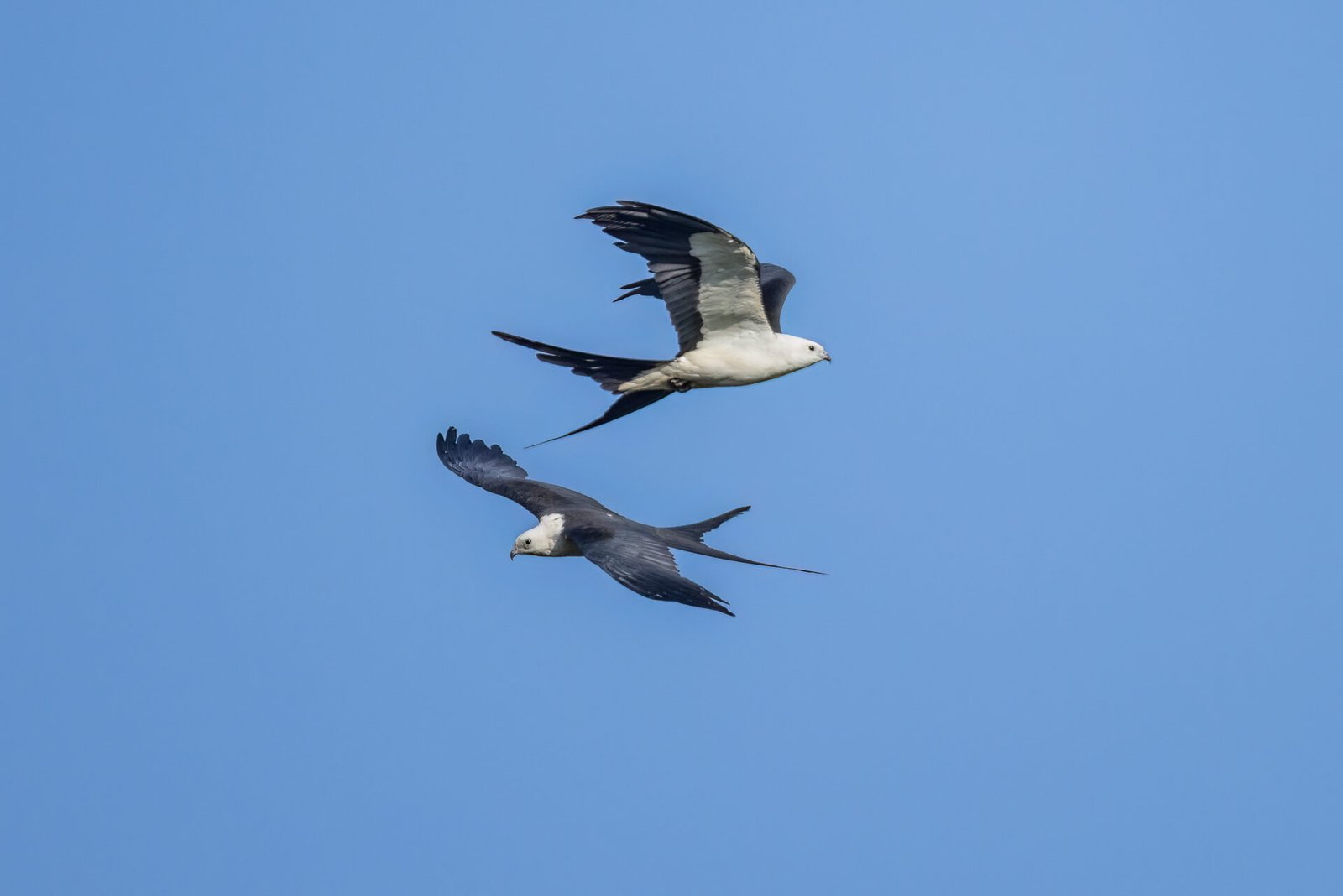 Swallow Tailed Kite Pair Flying By Each Other