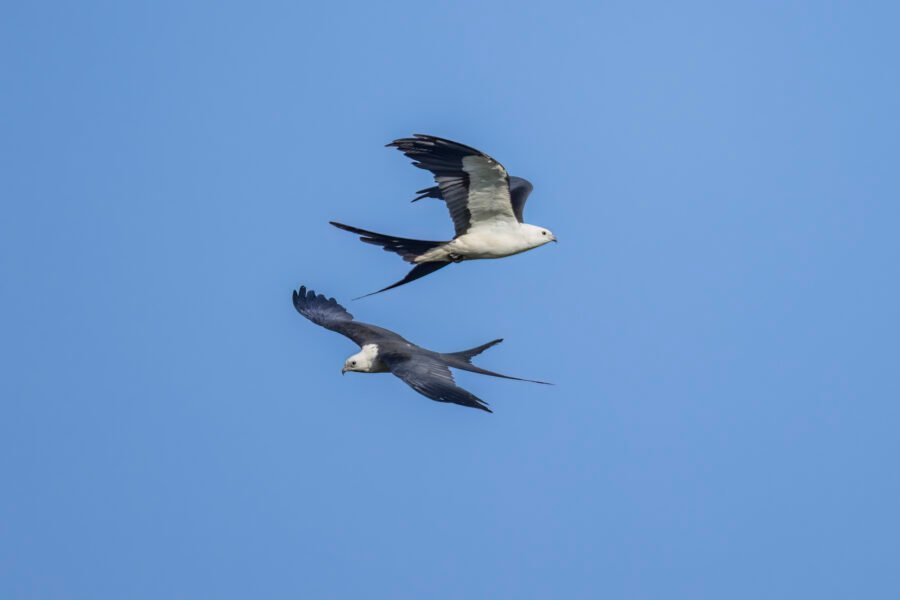 Swallow Tailed Kite Pair Flying By Each Other