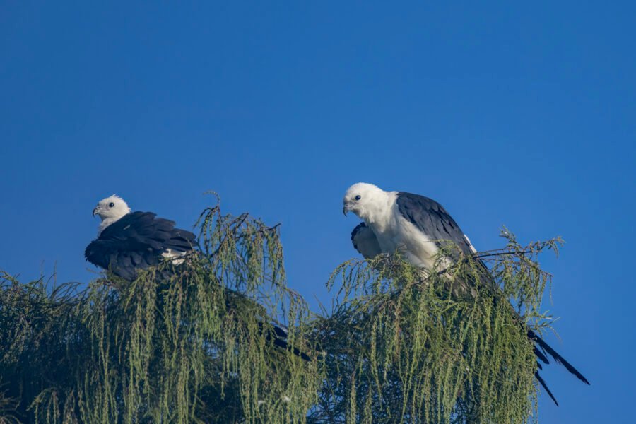 Swallow Tailed Kite Pair On Top Of Cypress Tree
