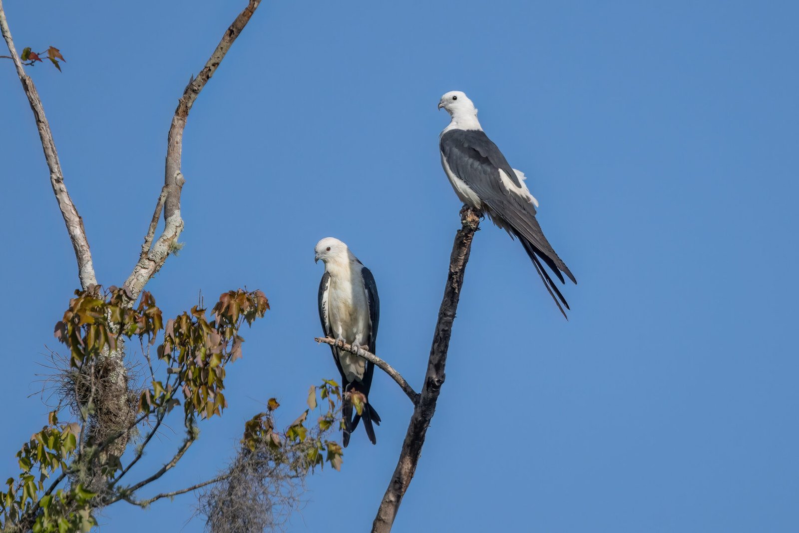 Swallow Tailed Kite Pair Perched In Maple Tree