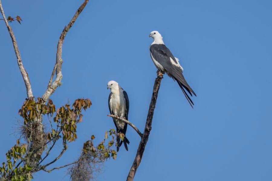 Swallow Tailed Kite Pair Perched In Maple Tree