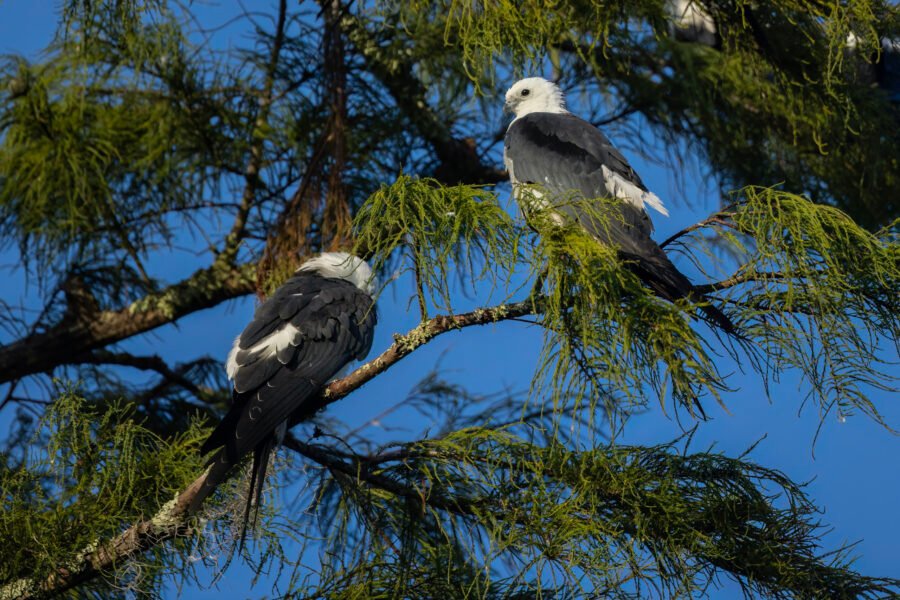 Swallow Tailed Kite Pair Perched In Middle Of Cypress Tree