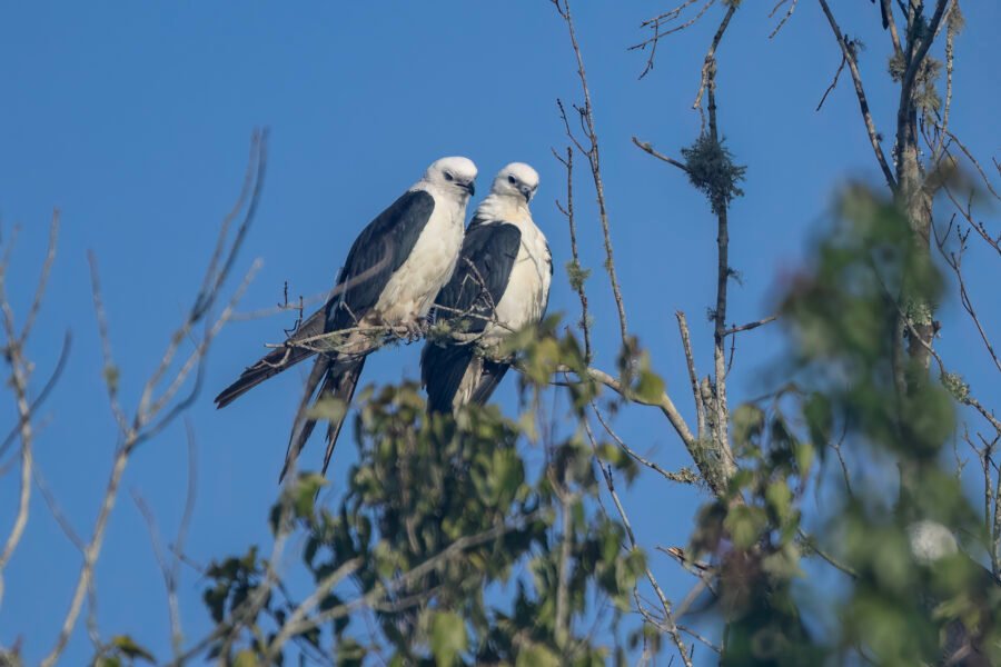 Swallow Tailed Kite Pair Resting In Dead Tree