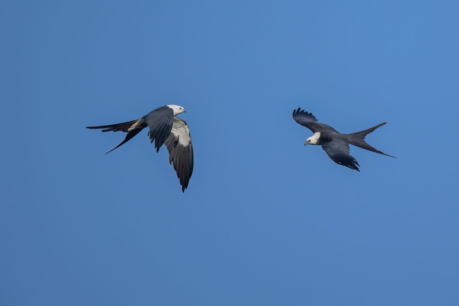 Swallow Tailed Kite Pair Soaring Together