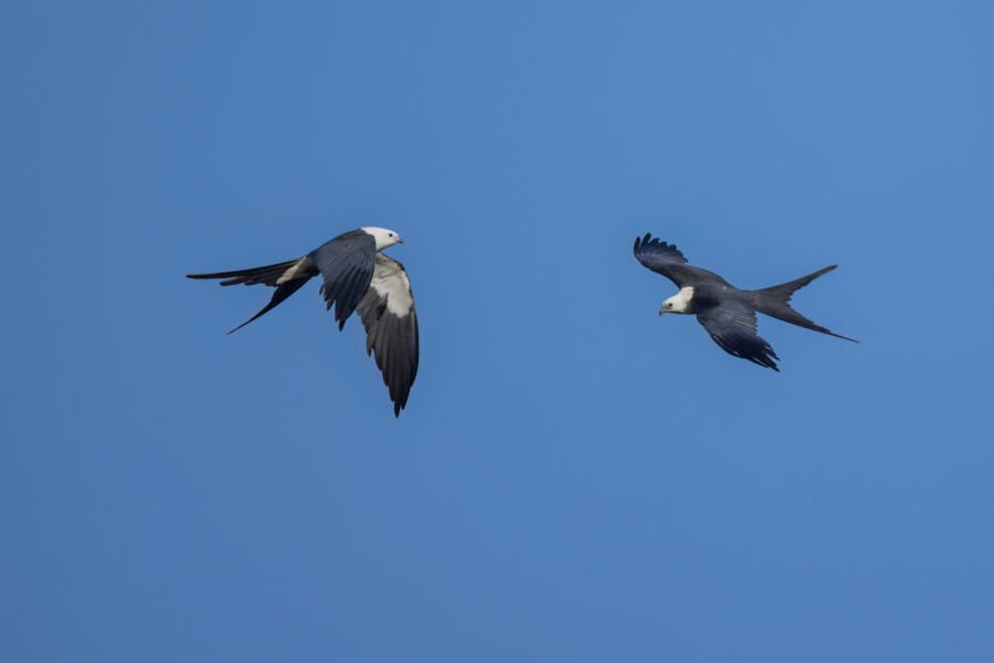 Swallow Tailed Kite Pair Soaring Together