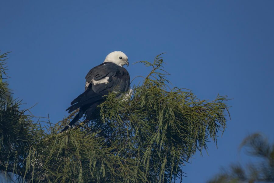 Swallow Tailed Kite Perched At Top Of Cypress Tree