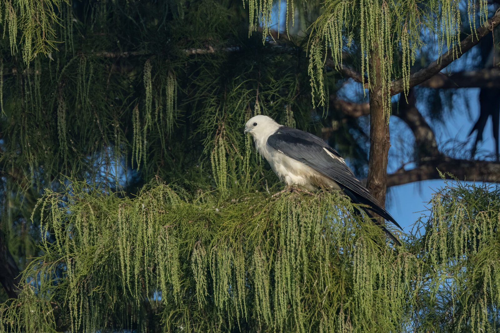 Swallow Tailed Kite Perched In Cypress Tree