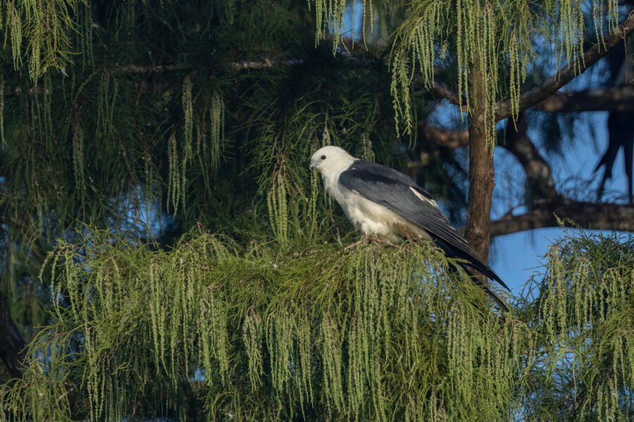 Swallow Tailed Kite Perched In Cypress Tree