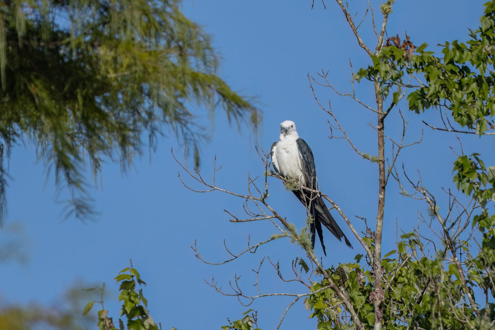 Swallow Tailed Kite Perched In Dead Tree