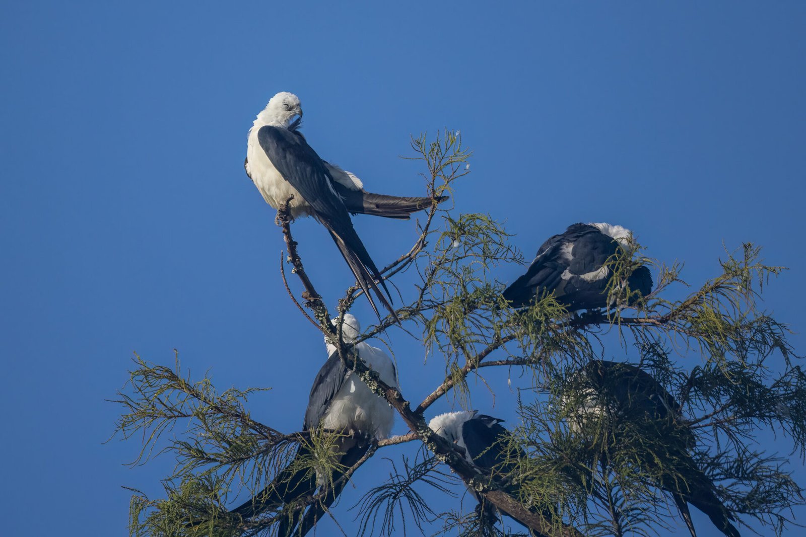 Swallow Tailed Kite Preening Feathers While Others Rest