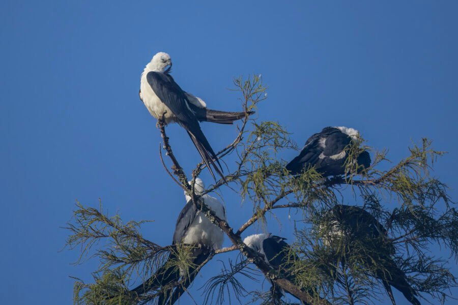 Swallow Tailed Kite Preening Feathers While Others Rest