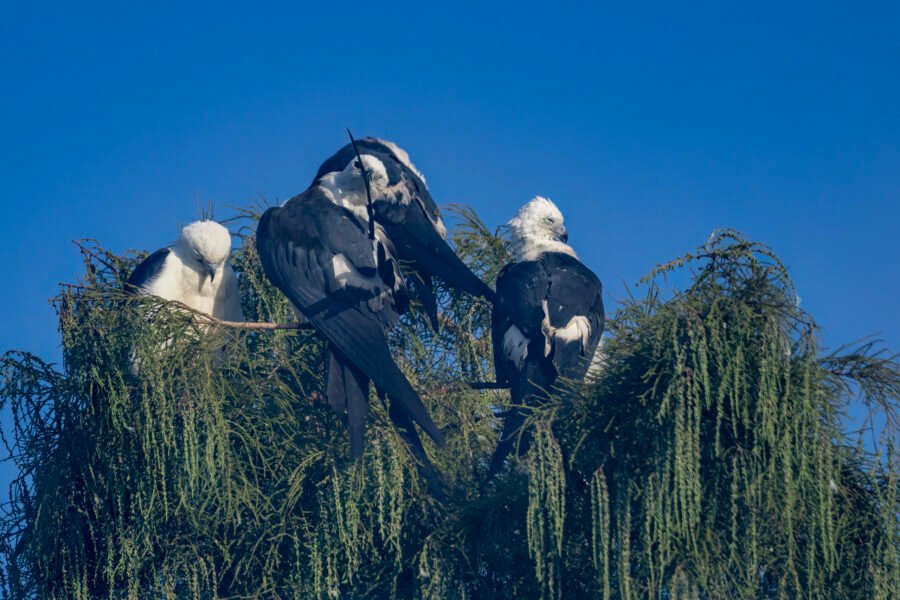 Swallow Tailed Kite Preening Wing Feather