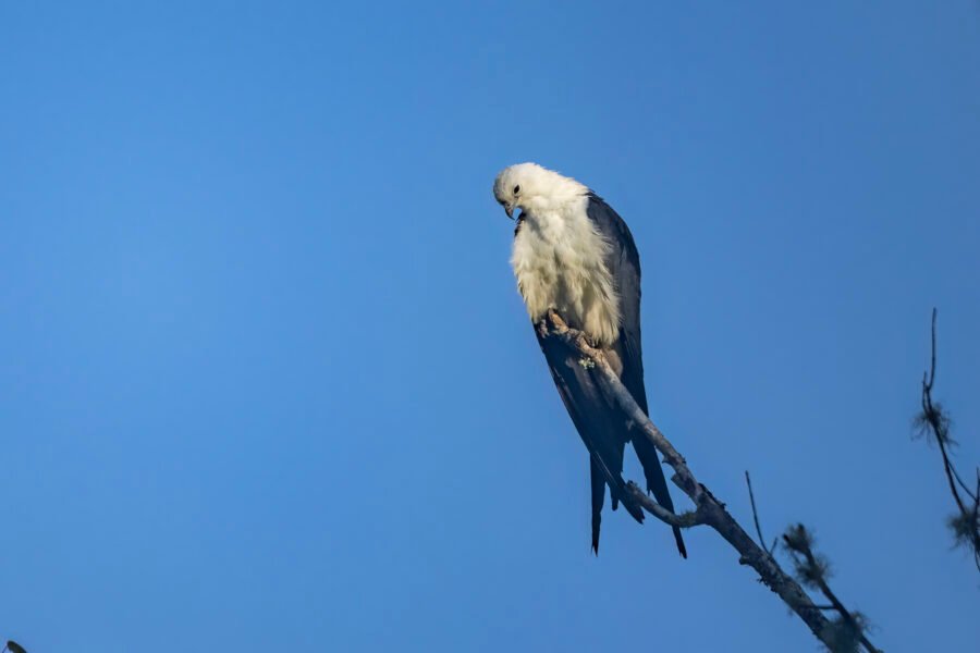 Swallow Tailed Kite Resting On End Of Dead Branch