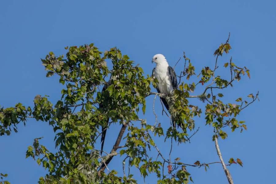 Swallow Tailed Kite Resting On Top Of Maple Tree