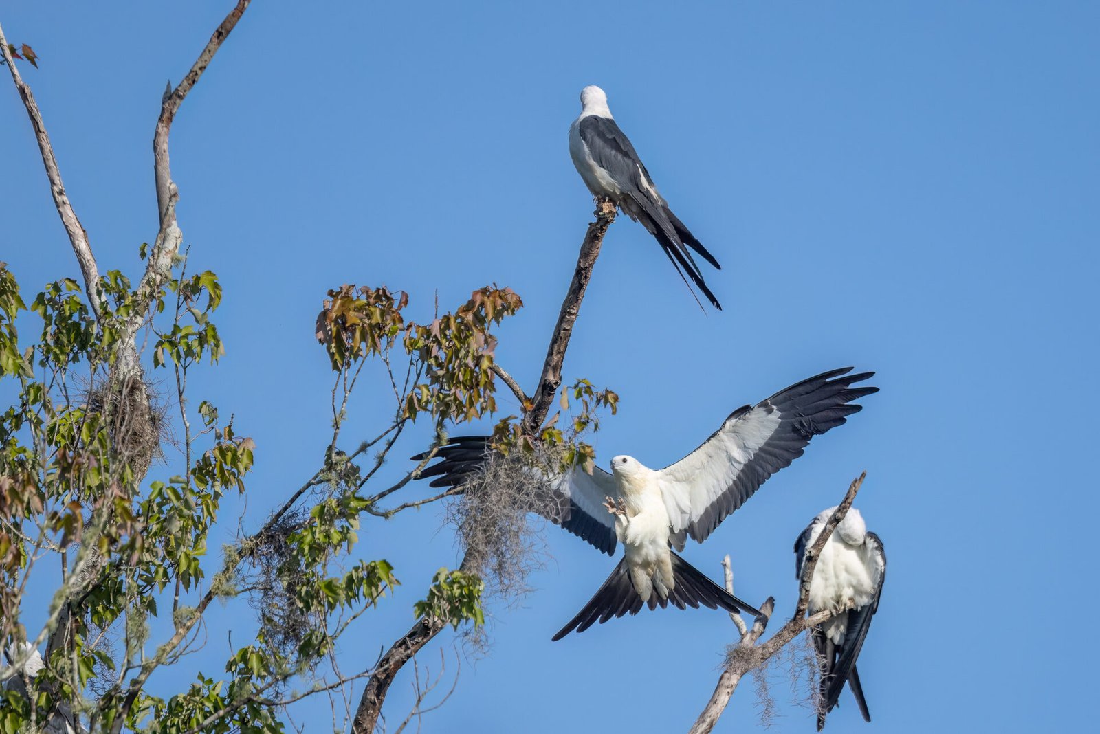 Swallow Tailed Kite Returning To Perch After Quick Flight