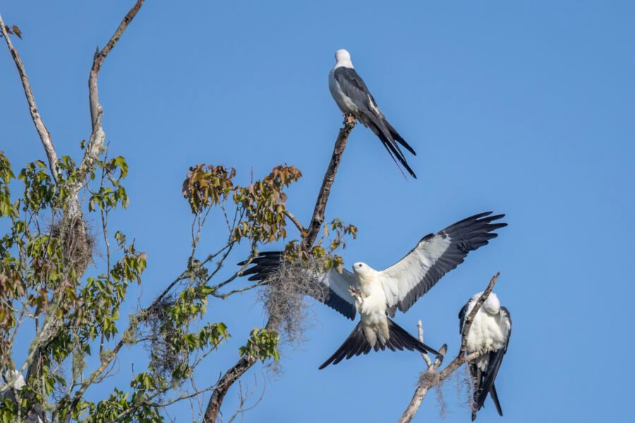 Swallow Tailed Kite Returning To Perch After Quick Flight