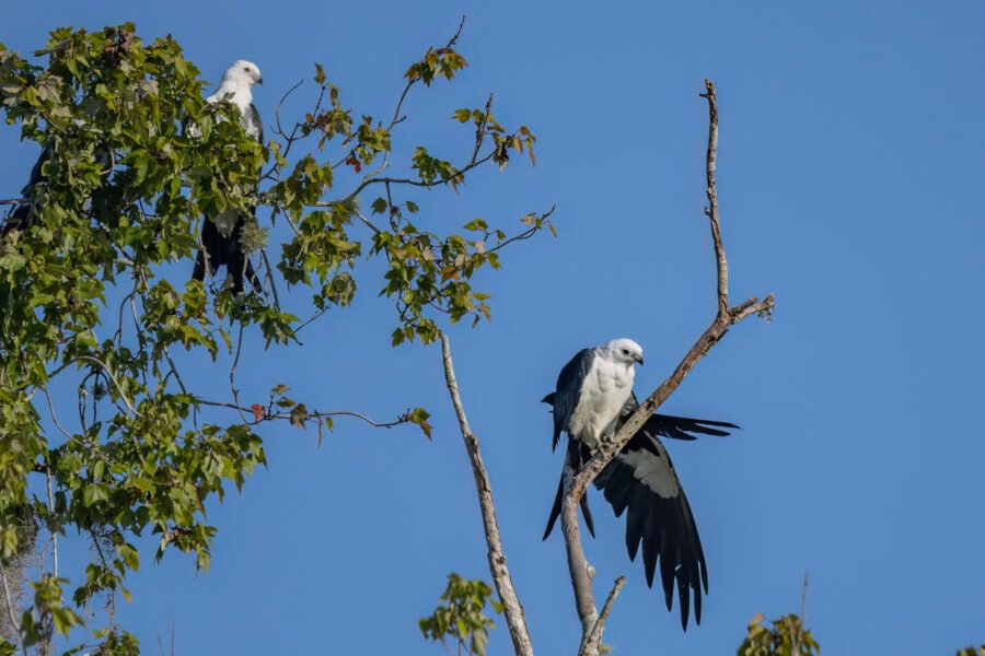 Swallow Tailed Kite Stretching Wings