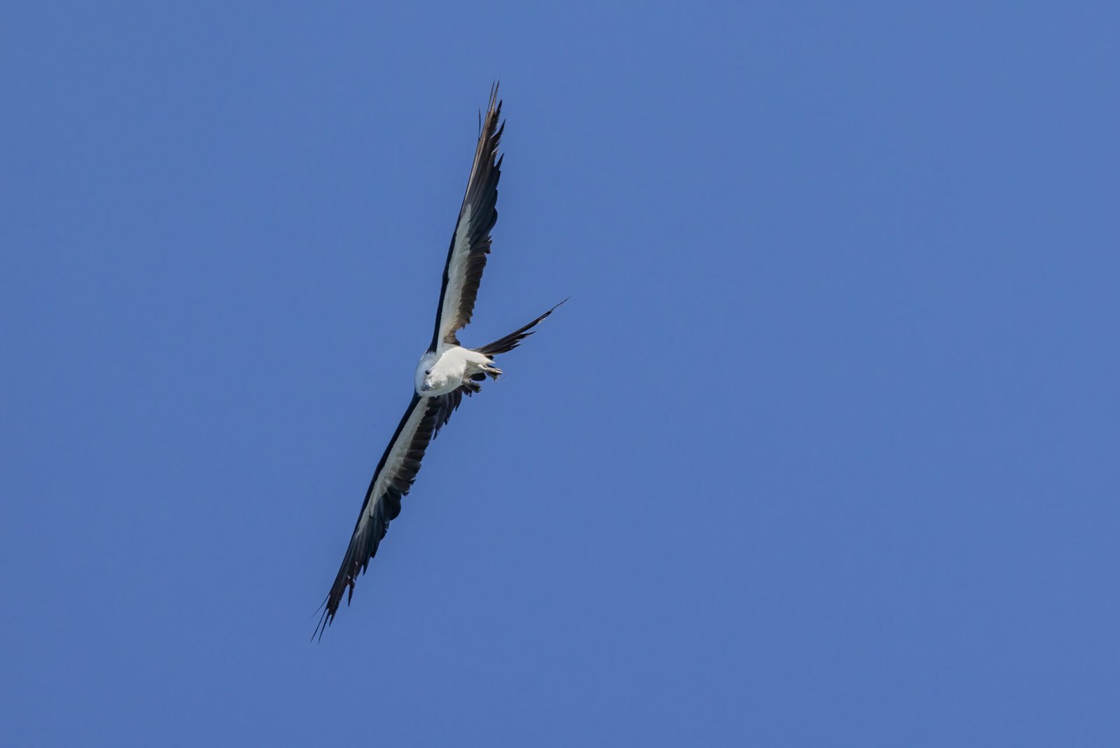 Swallow Tailed Kite Turning Vertical