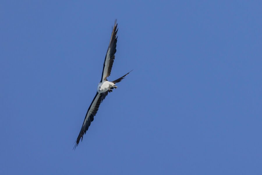 Swallow Tailed Kite Turning Vertical