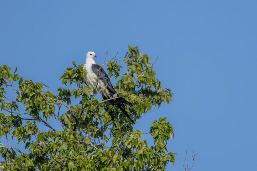 Swallow Tailed Kite Watching From Top Of Maple Tree