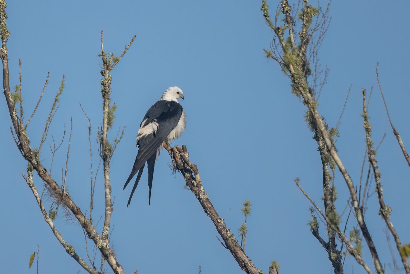 Swallow Tailed Kite With Ruffled Feathers Perched In Tree