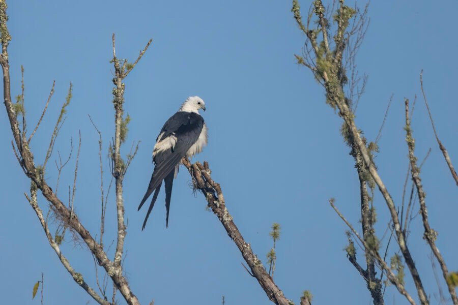 Swallow Tailed Kite With Ruffled Feathers Perched In Tree