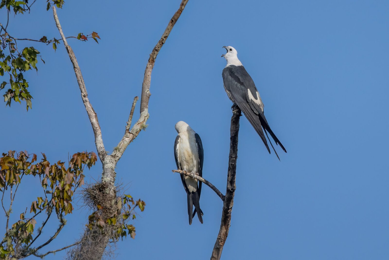 Swallow Tailed Kite Yawning