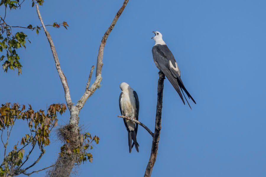 Swallow Tailed Kite Yawning