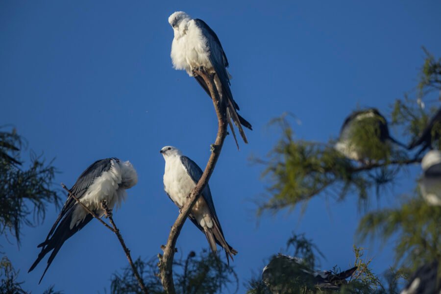 Swallow Tailed Kites Still Resting In Morning