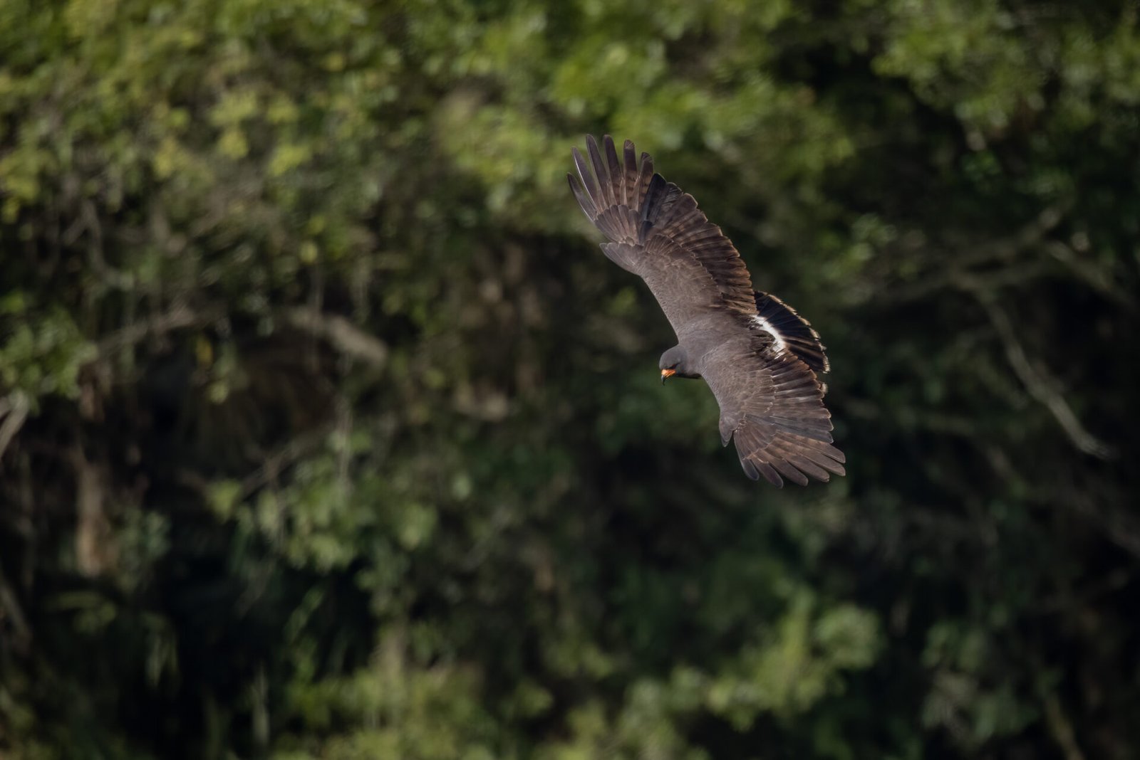 Snail Kite Male Banking Back To Left
