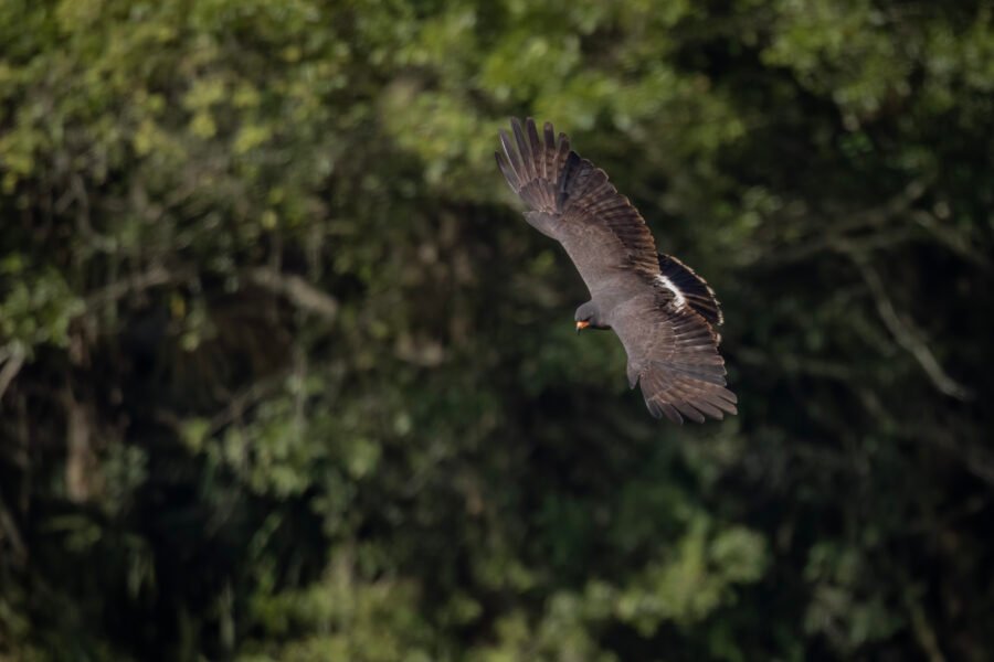 Snail Kite Male Banking Back To Left