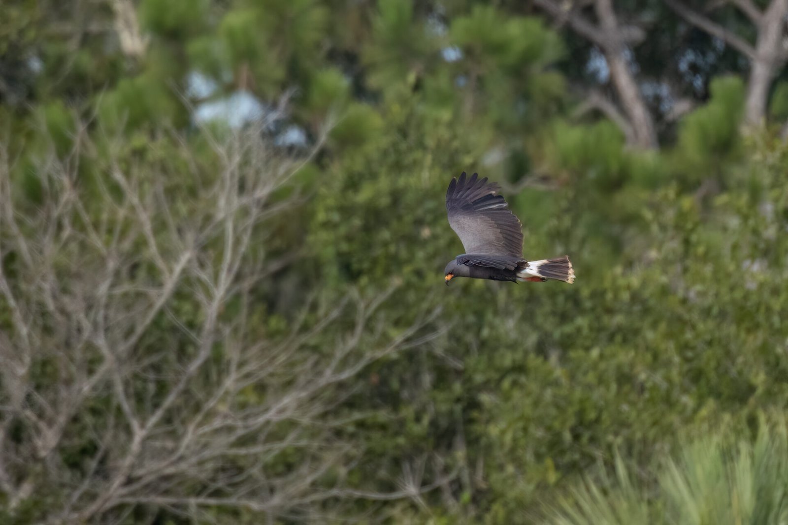 Snail Kite Male Soaring To Left