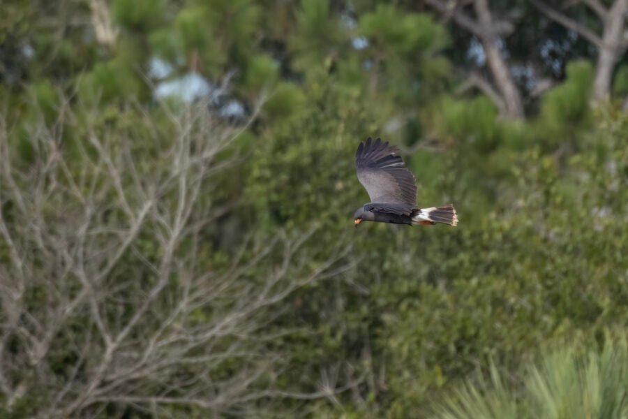 Snail Kite Male Soaring To Left