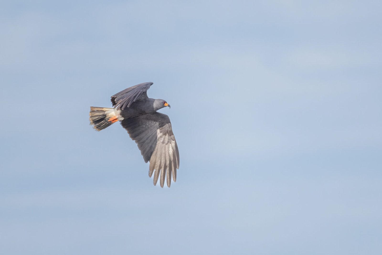 Snail Kite Male Flying By To Right