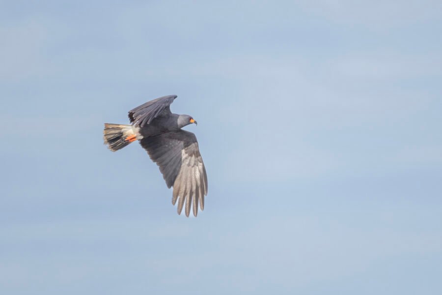 Snail Kite Male Flying By To Right