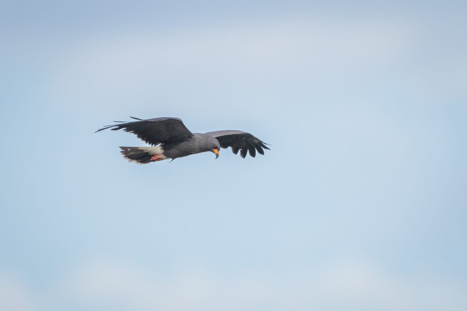 Snail Kite Male Gliding To Right Over Water