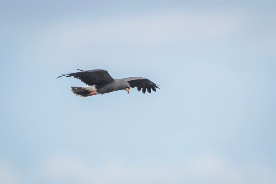 Snail Kite Male Gliding To Right Over Water