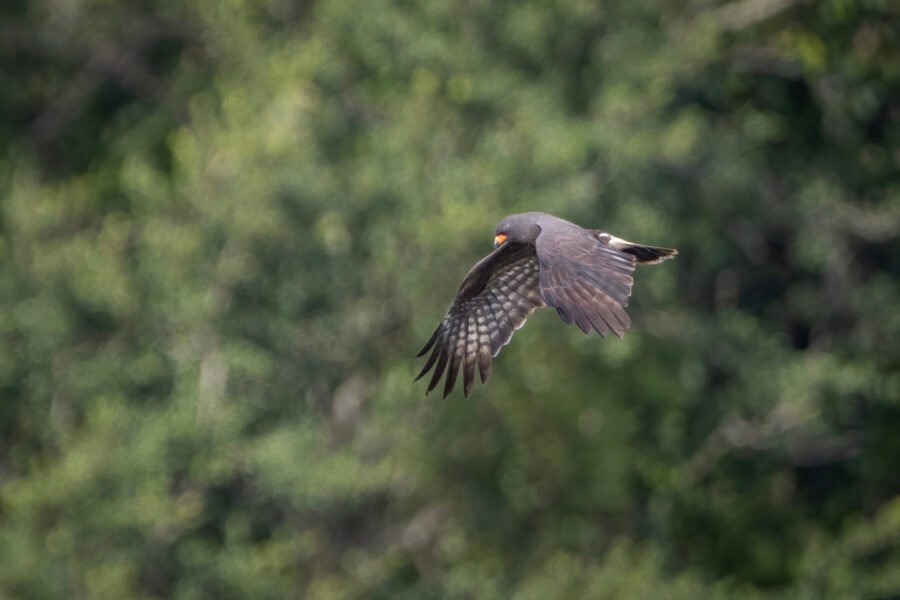 Snail Kite Male Hovering To Left Aiming For Snail