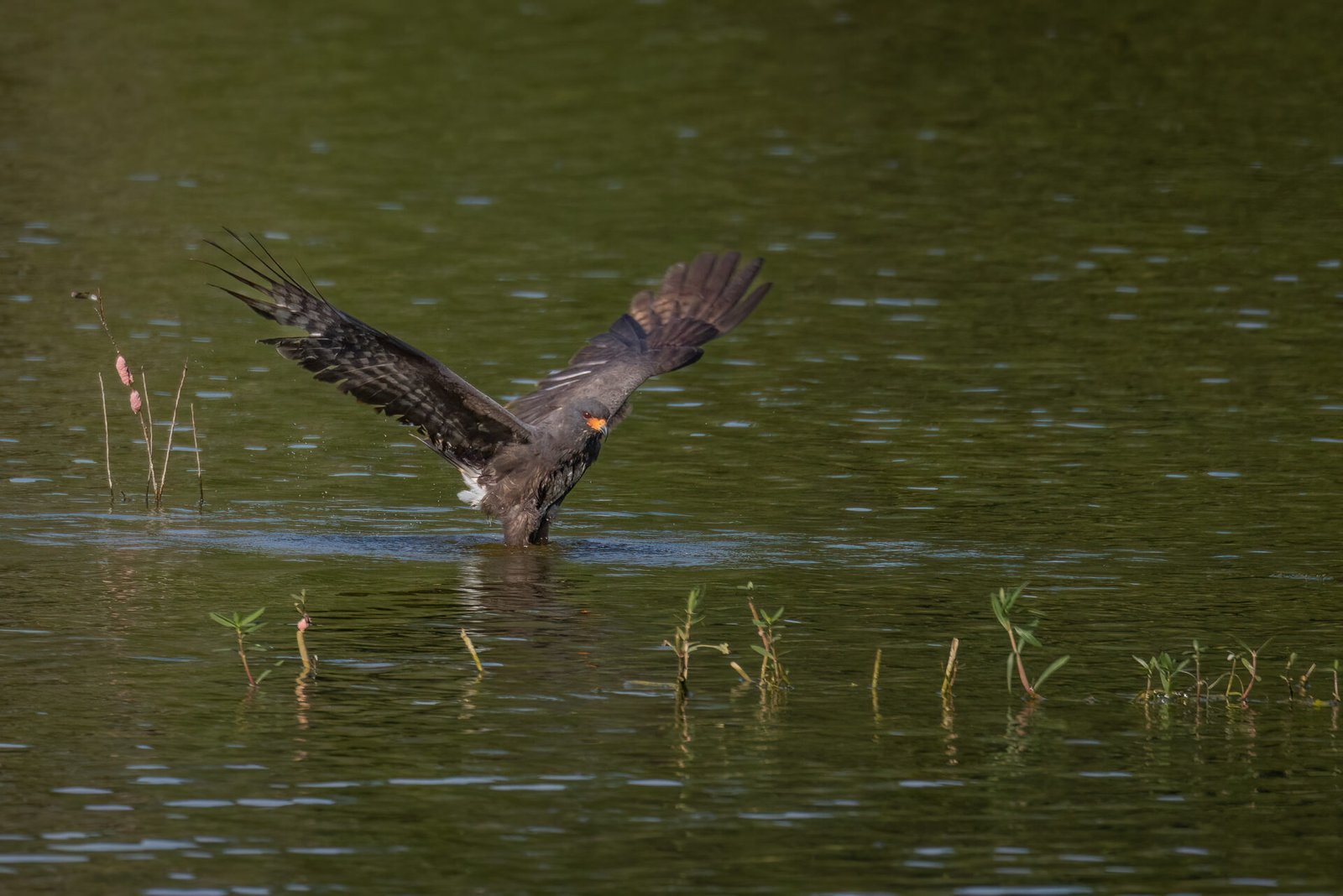 Snail Kite Male In Water Grabbing Snail
