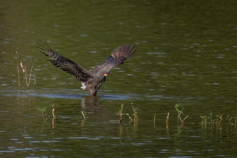 Snail Kite Male In Water Grabbing Snail