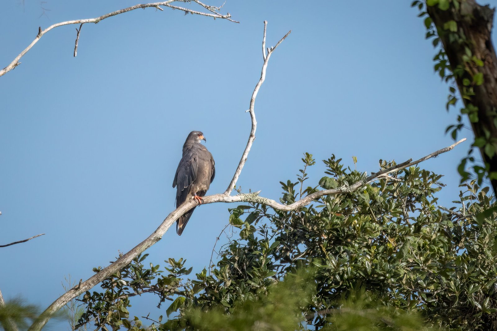 Snail Kite Male Perched In Dead Tree
