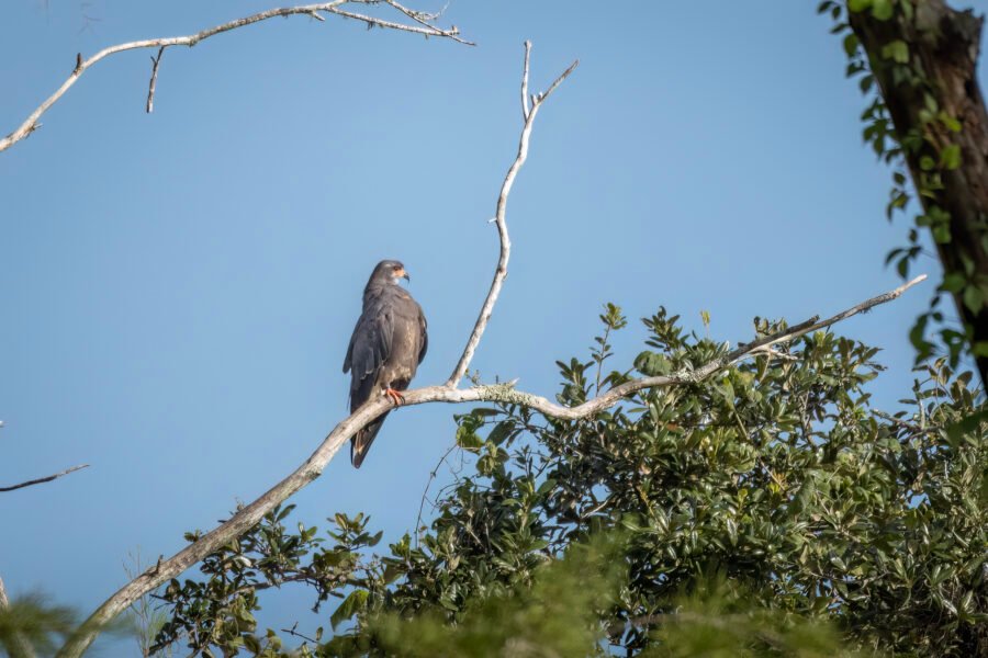 Snail Kite Male Perched In Dead Tree