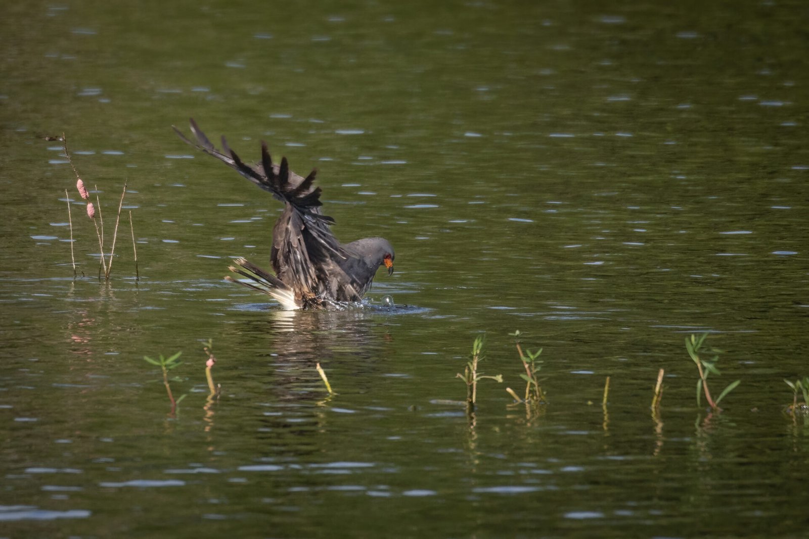 Snail Kite Male Plunged In Water Grabbing Snail