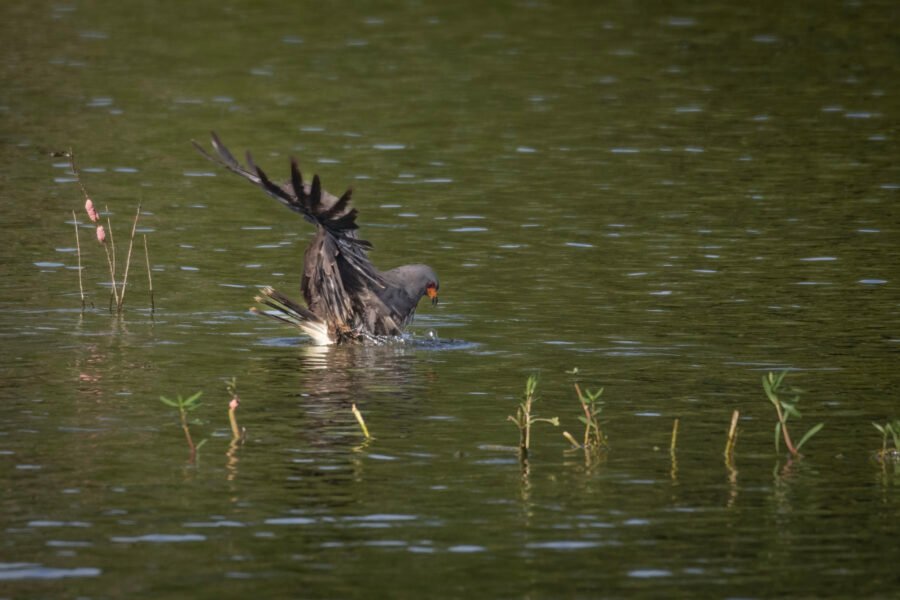 Snail Kite Male Plunged In Water Grabbing Snail