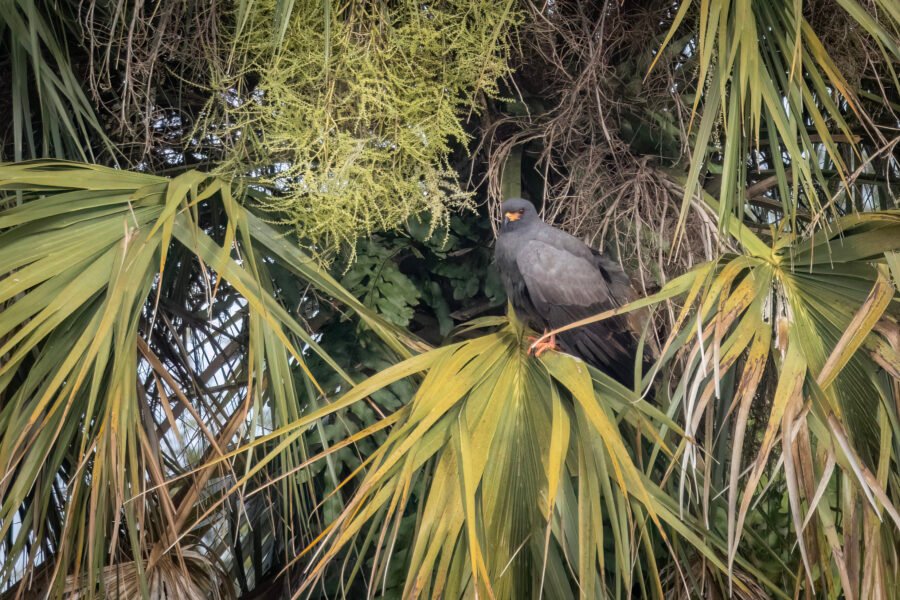 Snail Kite Male Resting In Palm Tree