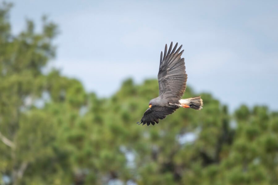 Snail Kite Male Soaring To Left Looking For Snail